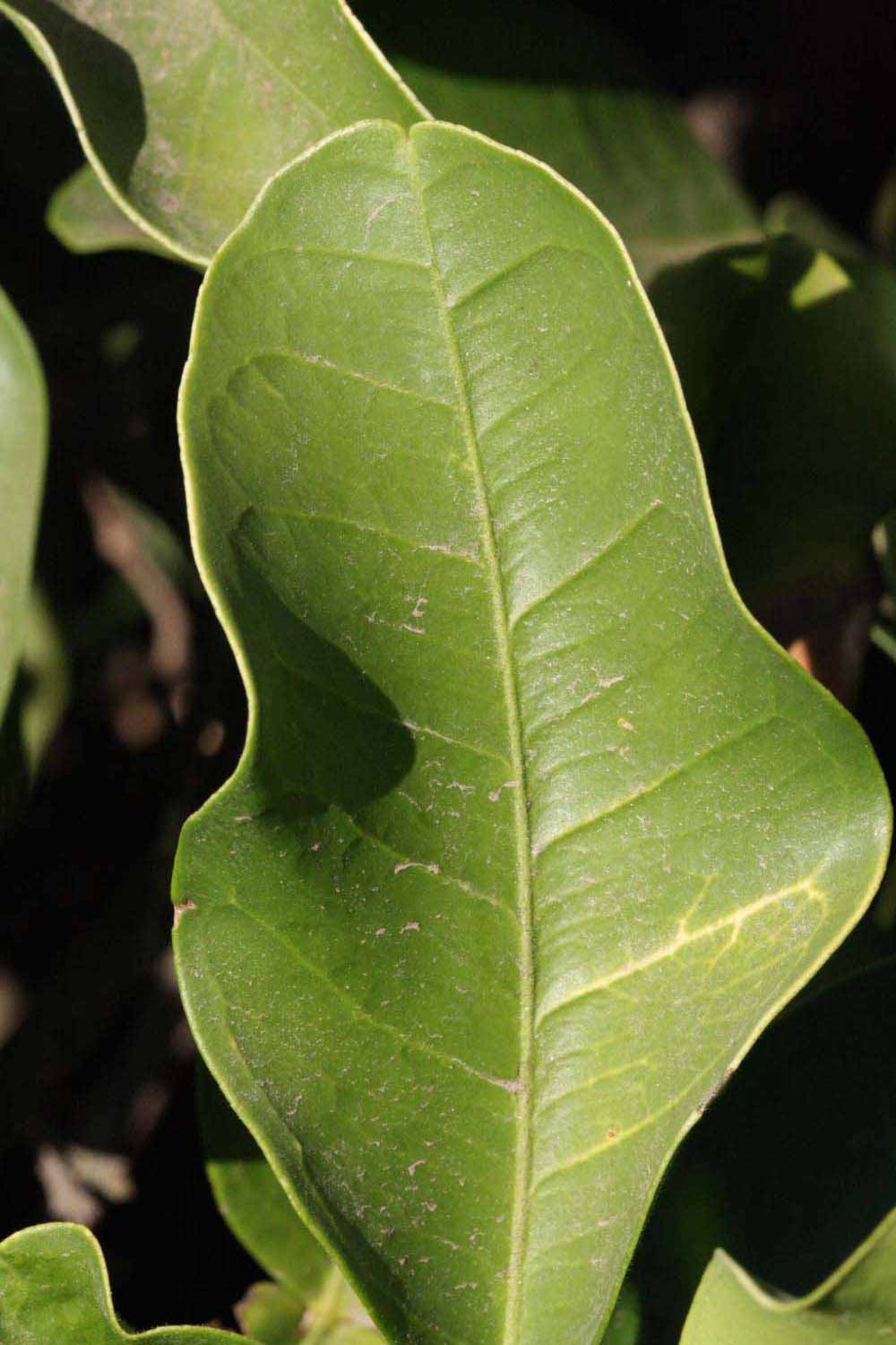              Margin (Riverside, CA)       